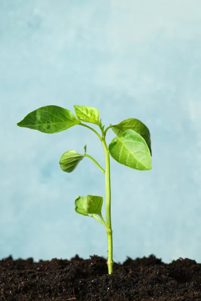 seedling-in-black-soil-against-light-background-s-2026-01-09-08-19-10-utc.jpg